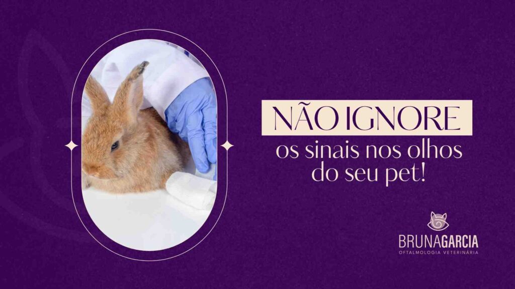problemas oculares em pets exóticos - oftalmologia veterinaria São José dos Campos e Vale do Paraíba bruna garcia