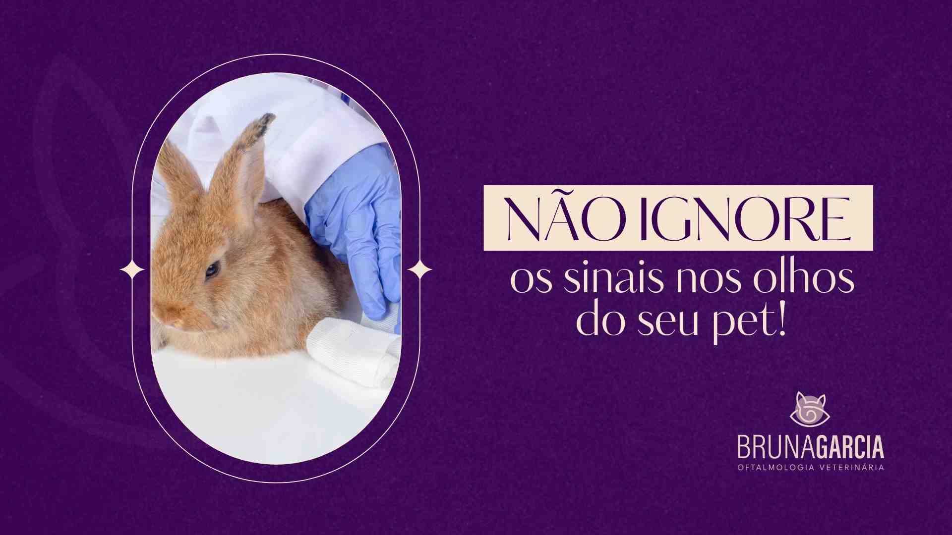 problemas oculares em pets exóticos - oftalmologia veterinaria São José dos Campos e Vale do Paraíba bruna garcia